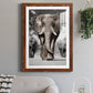 Botswana Patriarch - Premium Framed Print - Distressed Barnwood Frame - Ready to Hang