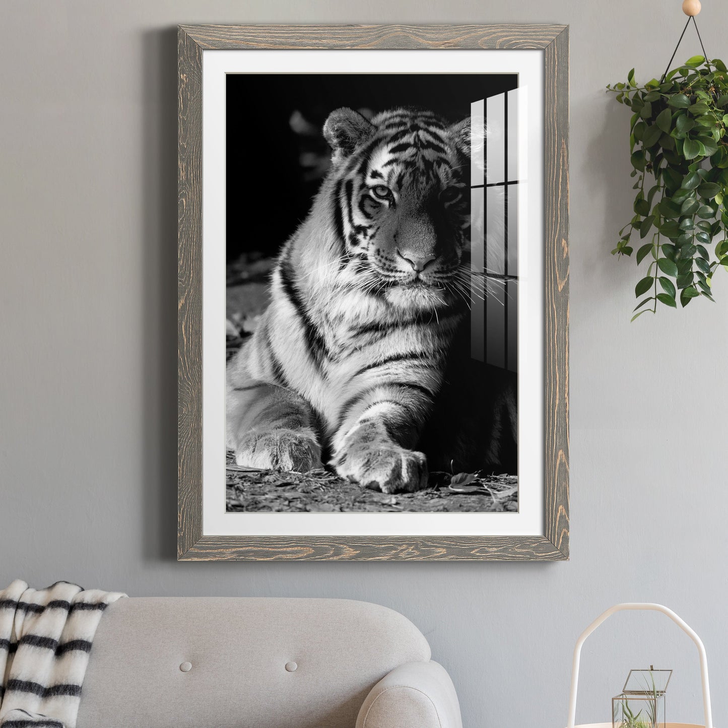 Tiger Repose - Premium Framed Print - Distressed Barnwood Frame - Ready to Hang