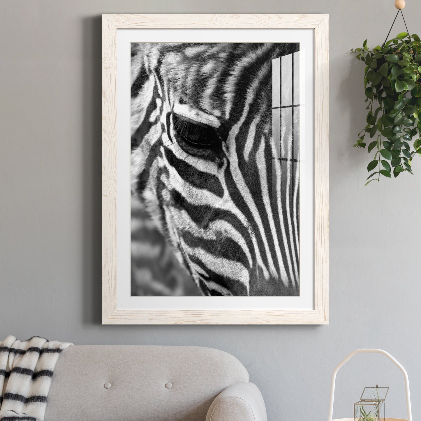 Zebra Colt - Premium Framed Print - Distressed Barnwood Frame - Ready to Hang