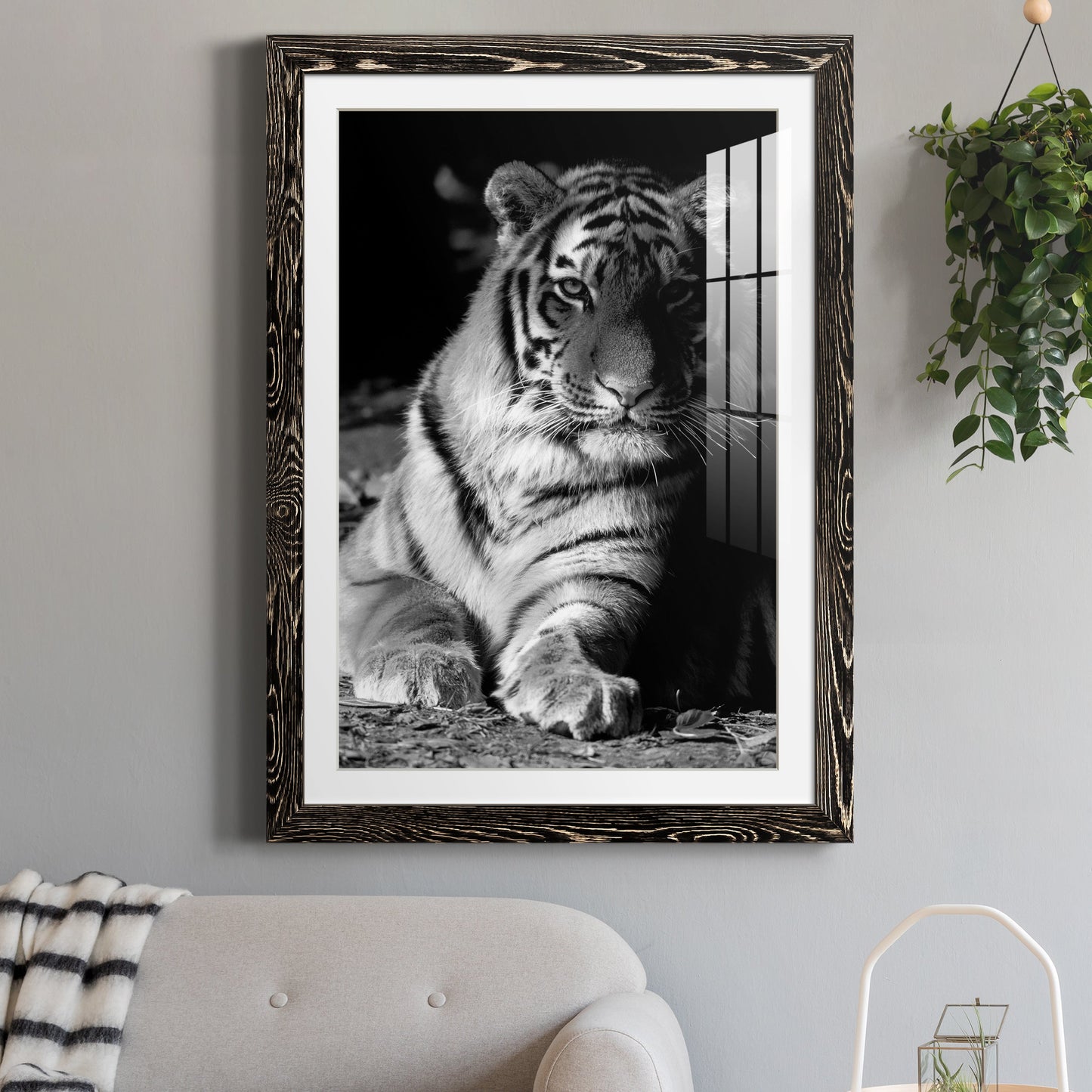 Tiger Repose - Premium Framed Print - Distressed Barnwood Frame - Ready to Hang