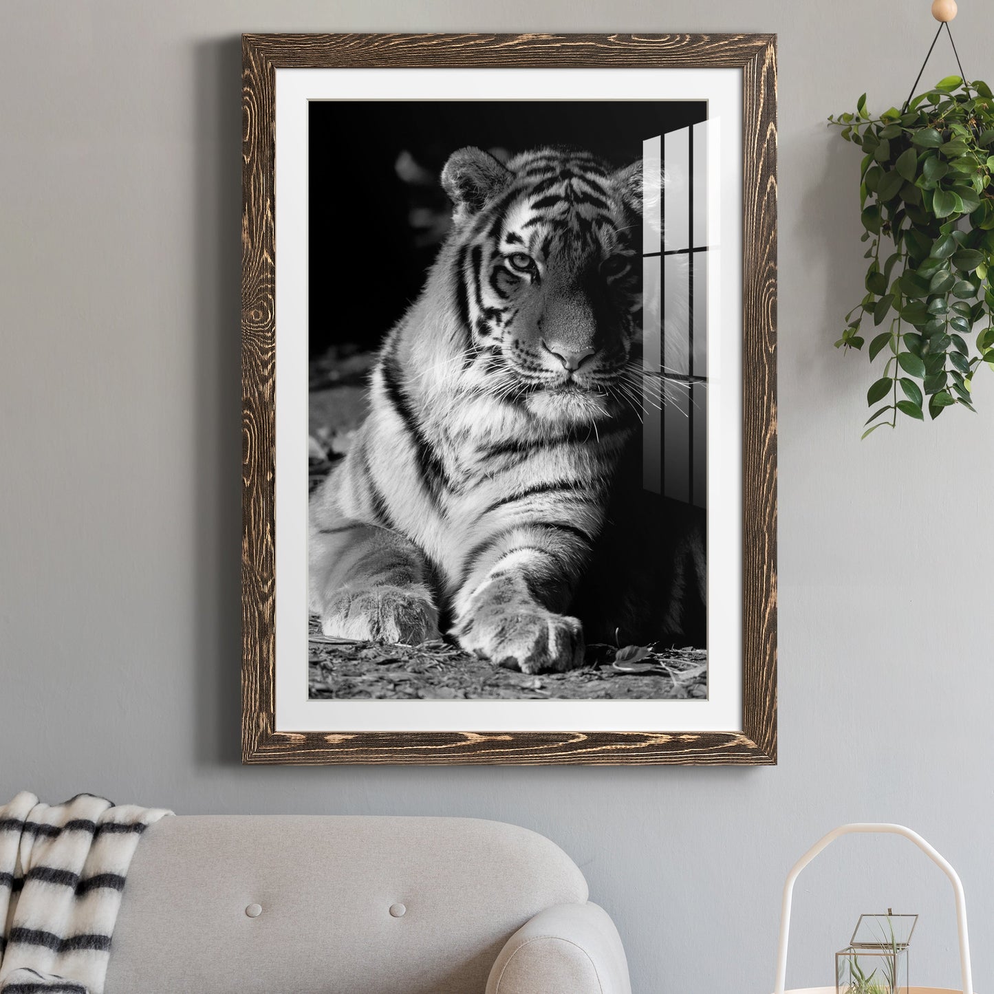 Tiger Repose - Premium Framed Print - Distressed Barnwood Frame - Ready to Hang