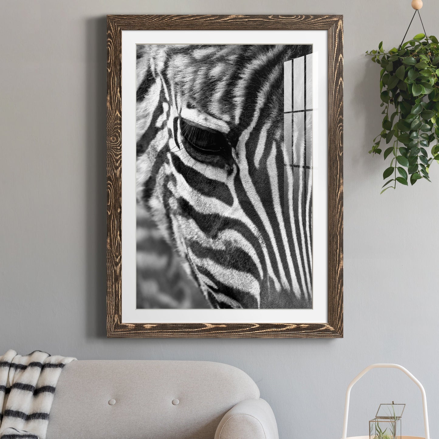 Zebra Colt - Premium Framed Print - Distressed Barnwood Frame - Ready to Hang