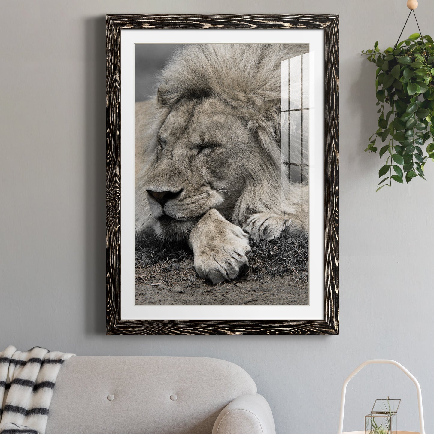 Sleepy Afternoon in Masai Mara - Premium Framed Print - Distressed Barnwood Frame - Ready to Hang