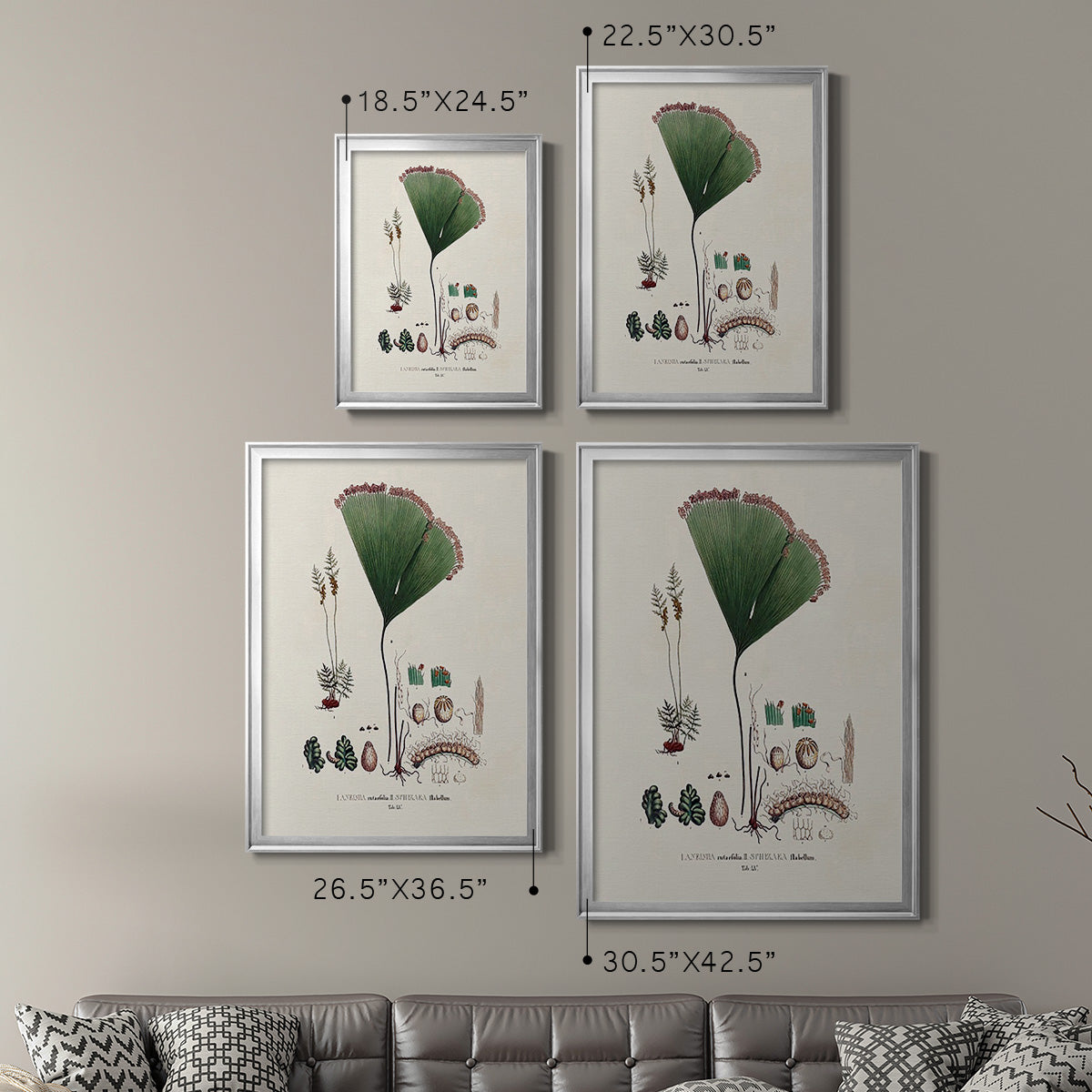 Botanical Society Ferns IX - Modern Framed Canvas Print