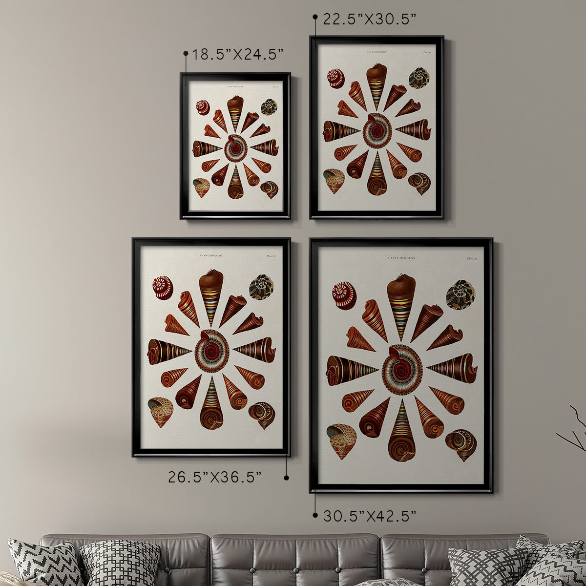 Spiral Shell Formation IV - Modern Framed Canvas Print