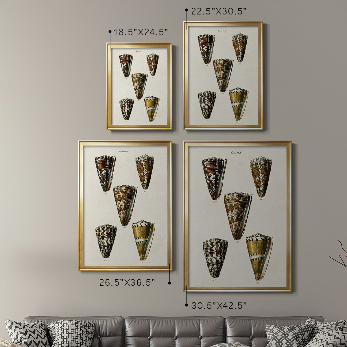 Cone Shell Collection V - Modern Framed Canvas Print