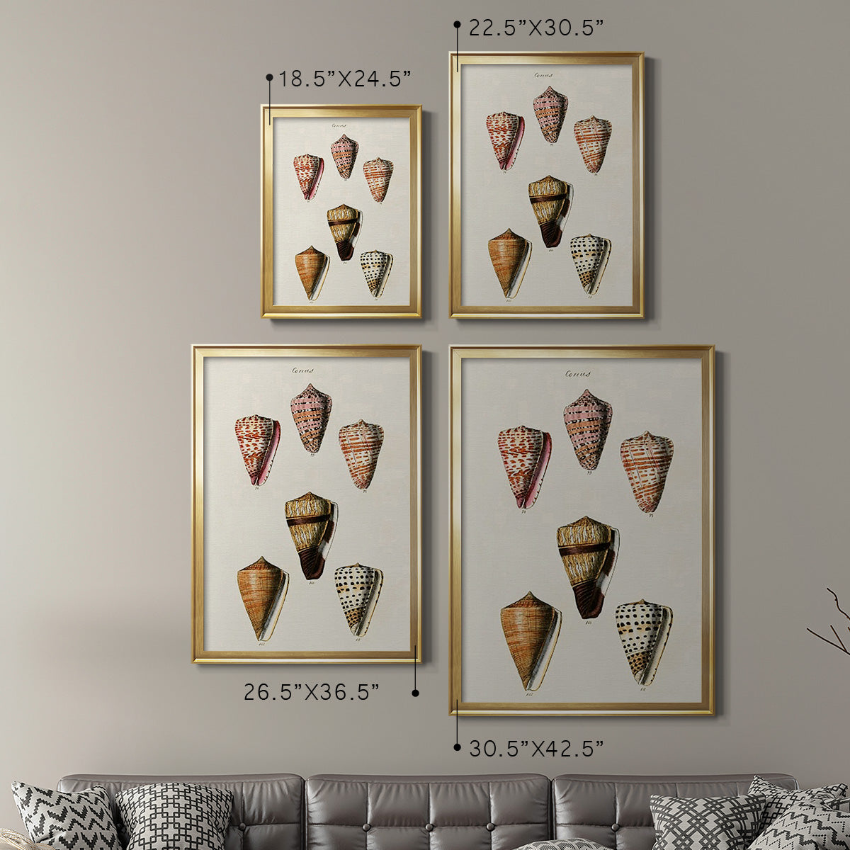 Cone Shell Collection IV - Modern Framed Canvas Print