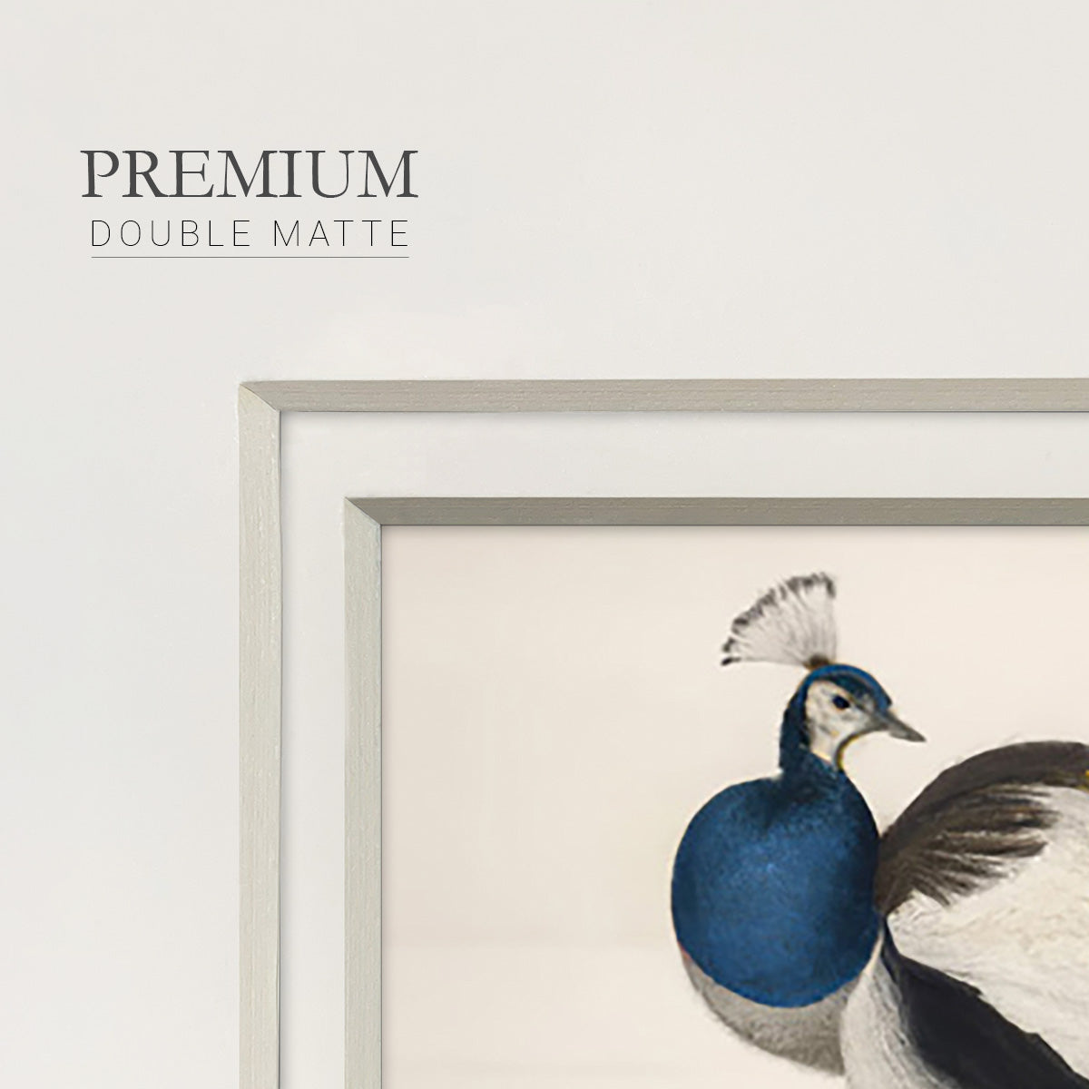 Peackock Plumage Premium Framed Print Double Matboard