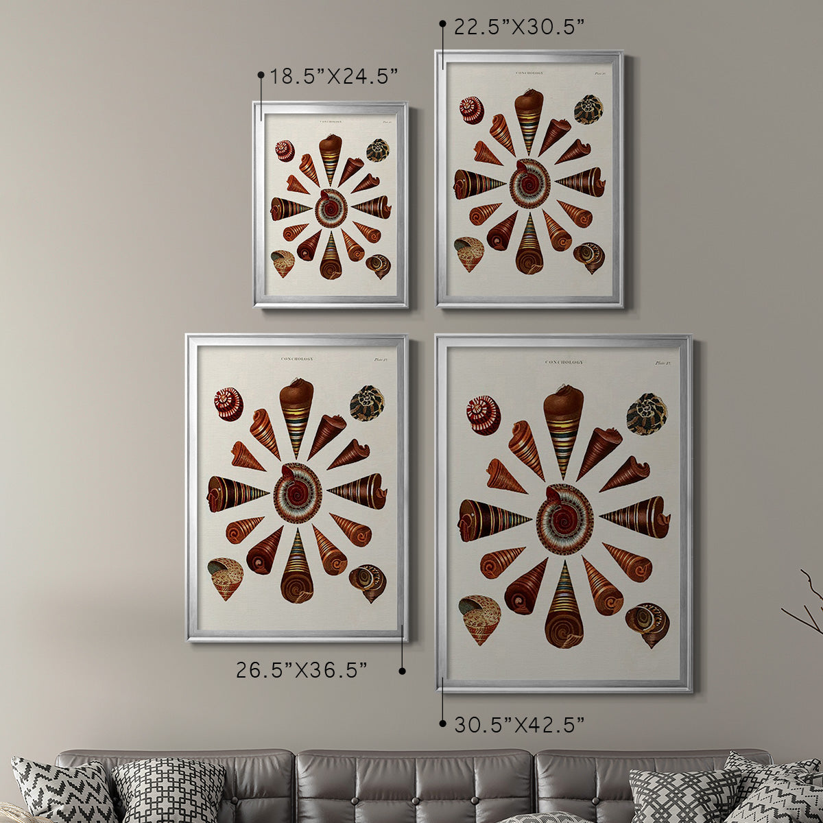 Spiral Shell Formation IV - Modern Framed Canvas Print