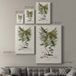 Botanical Society Ferns VI - Canvas Art Print