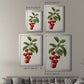 Antique Fruit II - Modern Framed Canvas Print