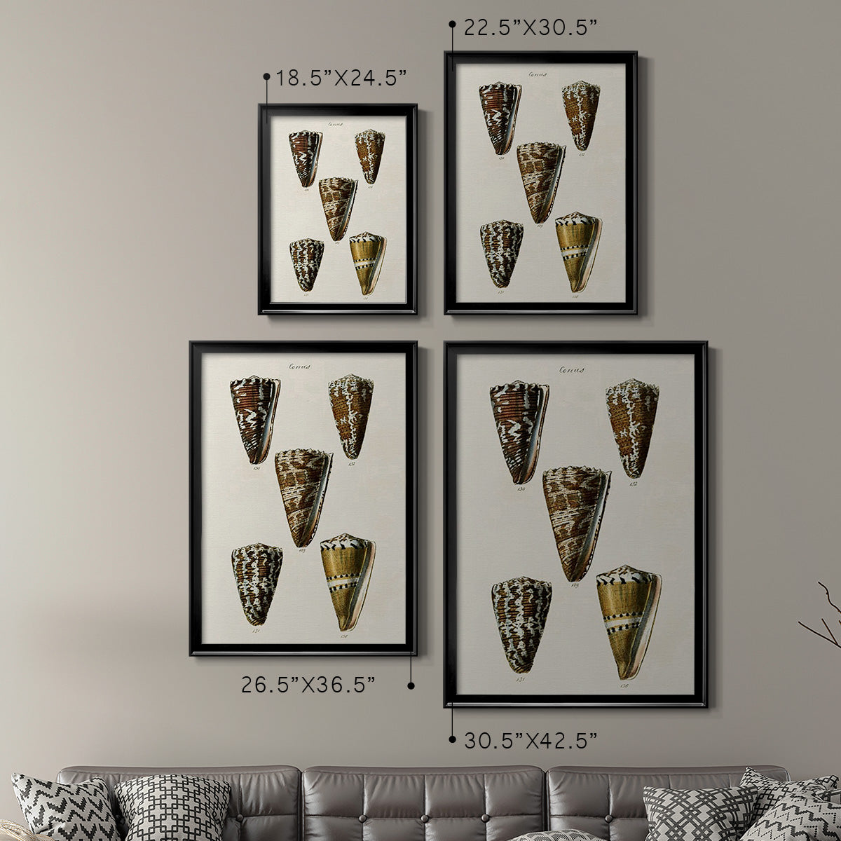 Cone Shell Collection V - Modern Framed Canvas Print