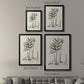 Botanical Society Ferns XI - Modern Framed Canvas Print