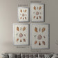 Knorr Shells & Coral VI - Modern Framed Canvas Print