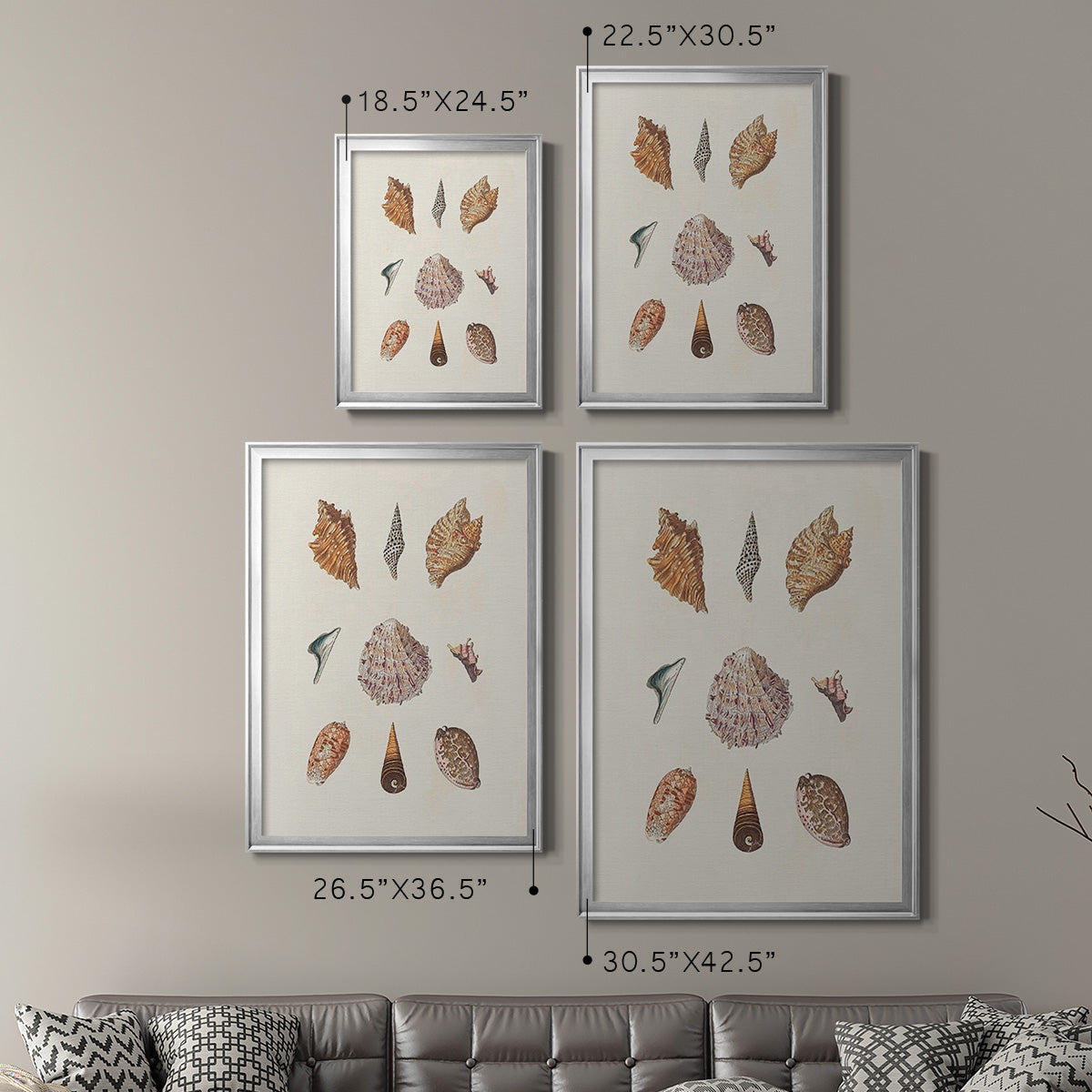 Knorr Shells & Coral VI - Modern Framed Canvas Print