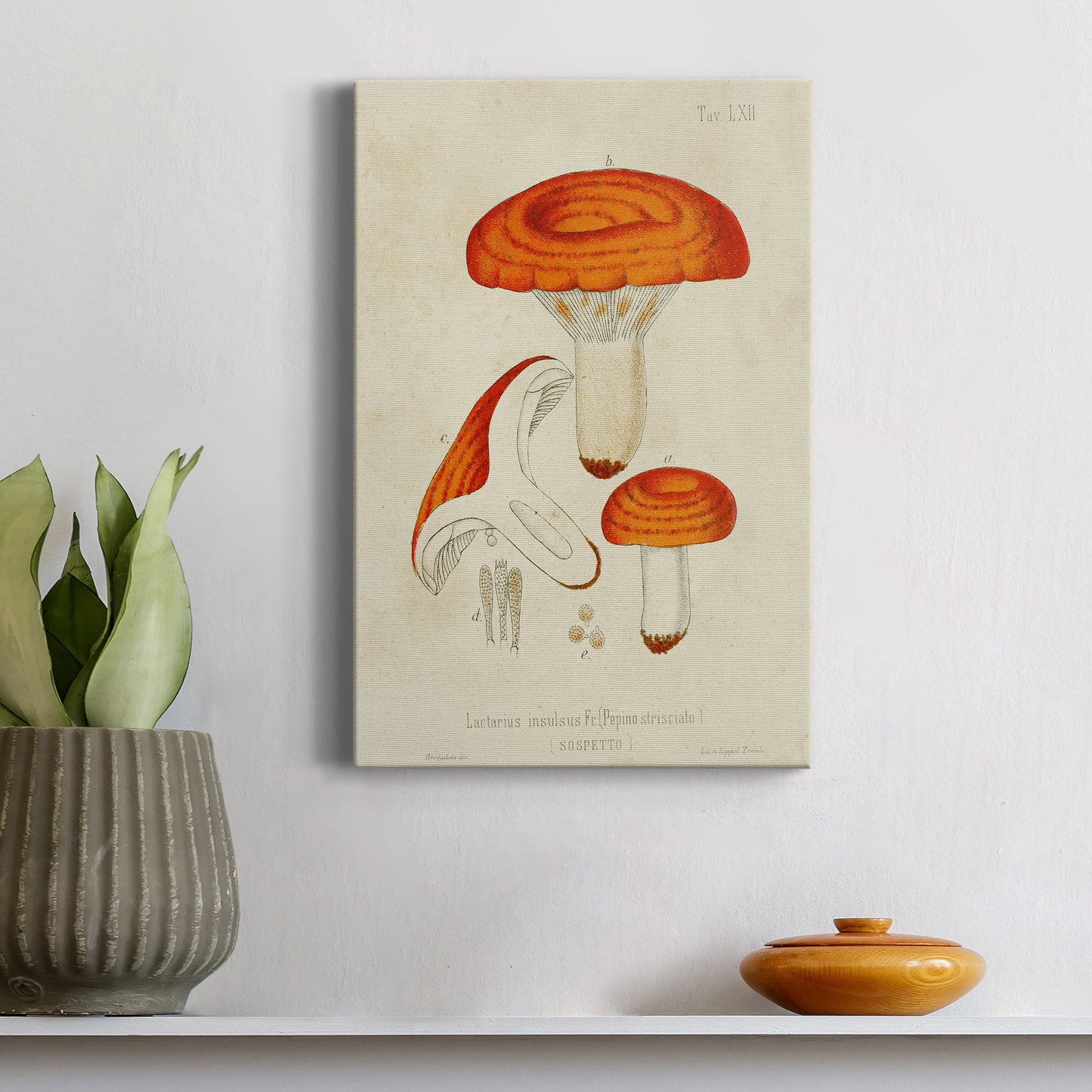 Mushroom Varieties IX Premium Gallery Wrapped Canvas - Ready to Hang