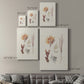 Knorr Shells & Coral VII Premium Gallery Wrapped Canvas - Ready to Hang