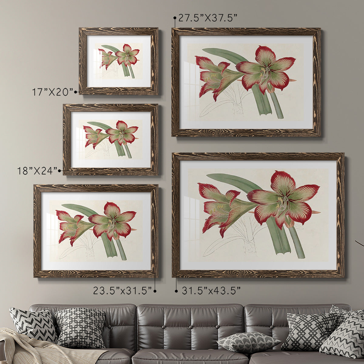 Amaryllis Varietals IV-Premium Framed Print - Ready to Hang