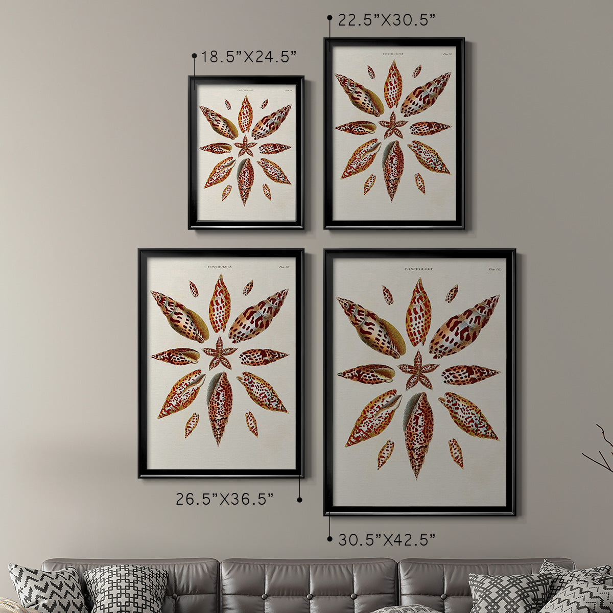 Spiral Shell Formation I - Modern Framed Canvas Print