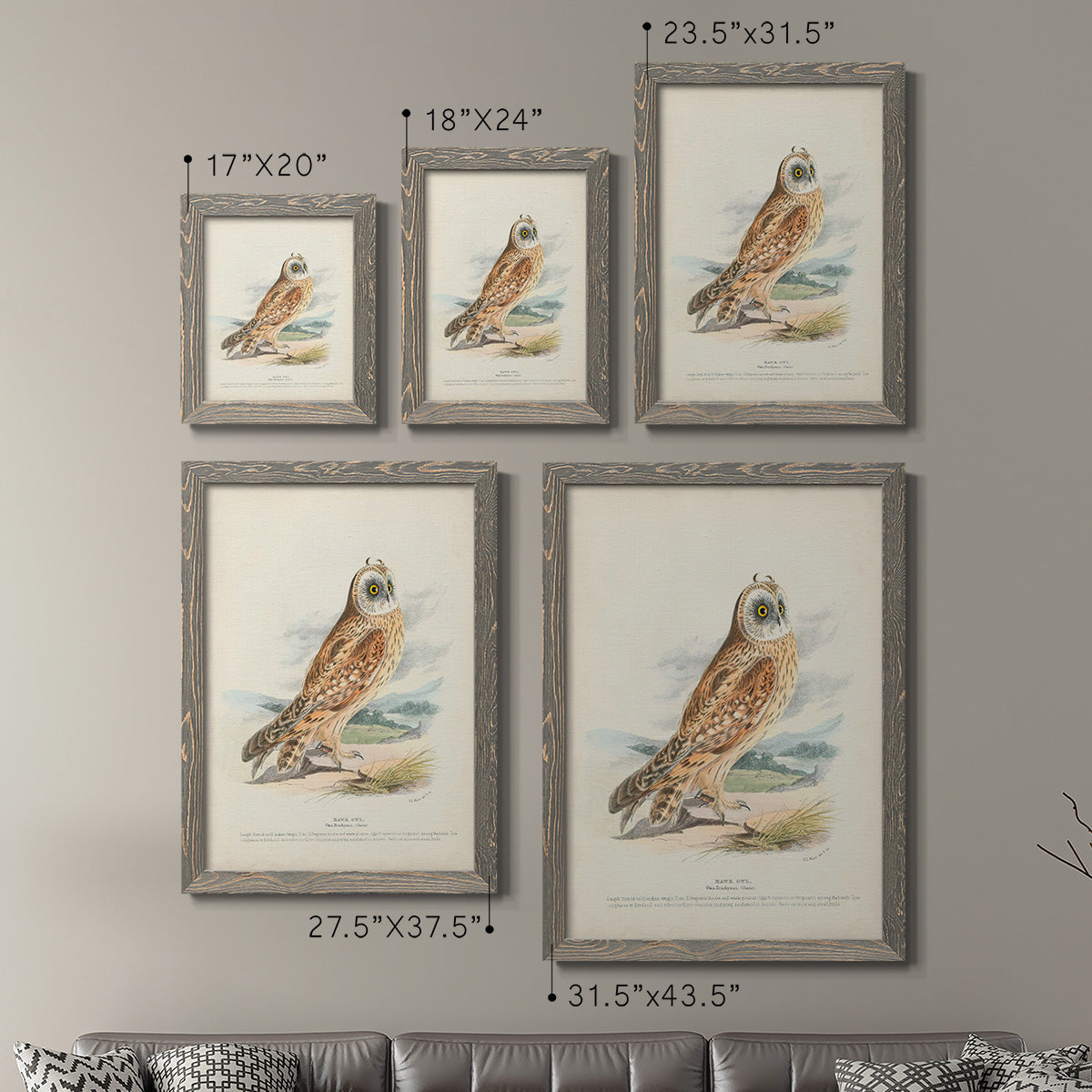 Hawk Owl - Premium Framed Canvas 2 Piece Set - Ready to Hang