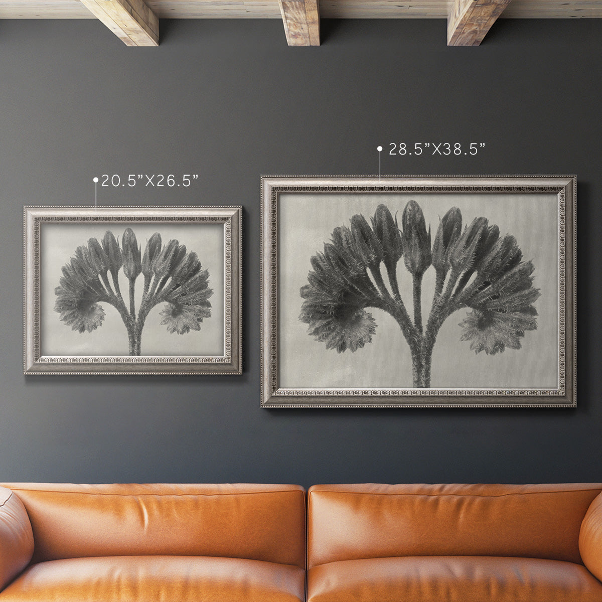 Vintage botanical plant study photograph by Karl Blossfeldt in an ornate vintage silver frame shown in multiple size options.