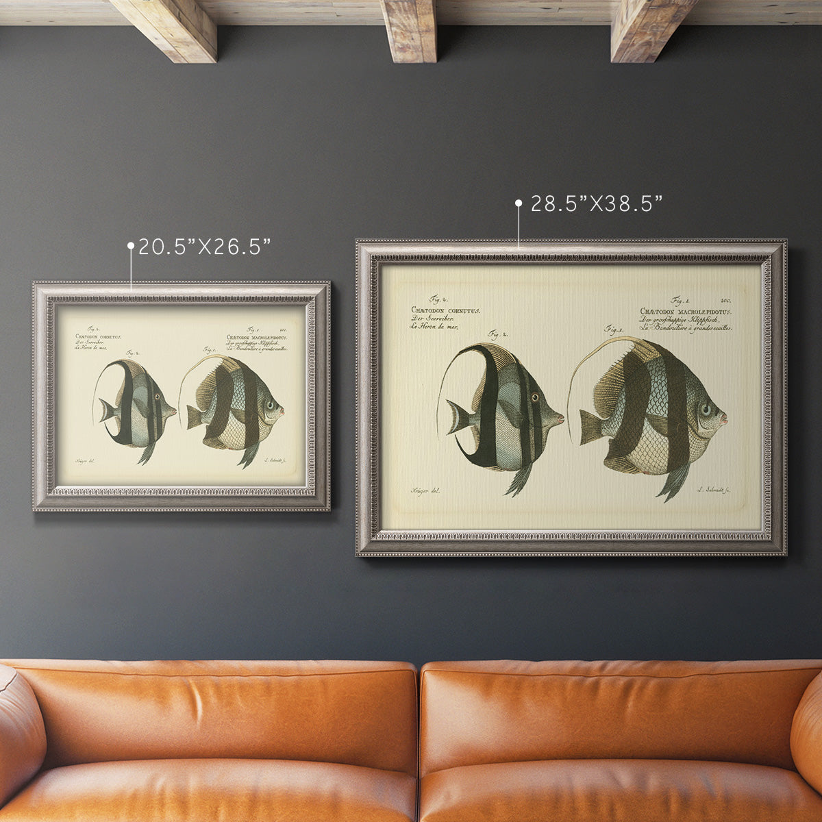 Antique fish species illustration diagram in an ornate vintage silver frame shown in multiple size options.