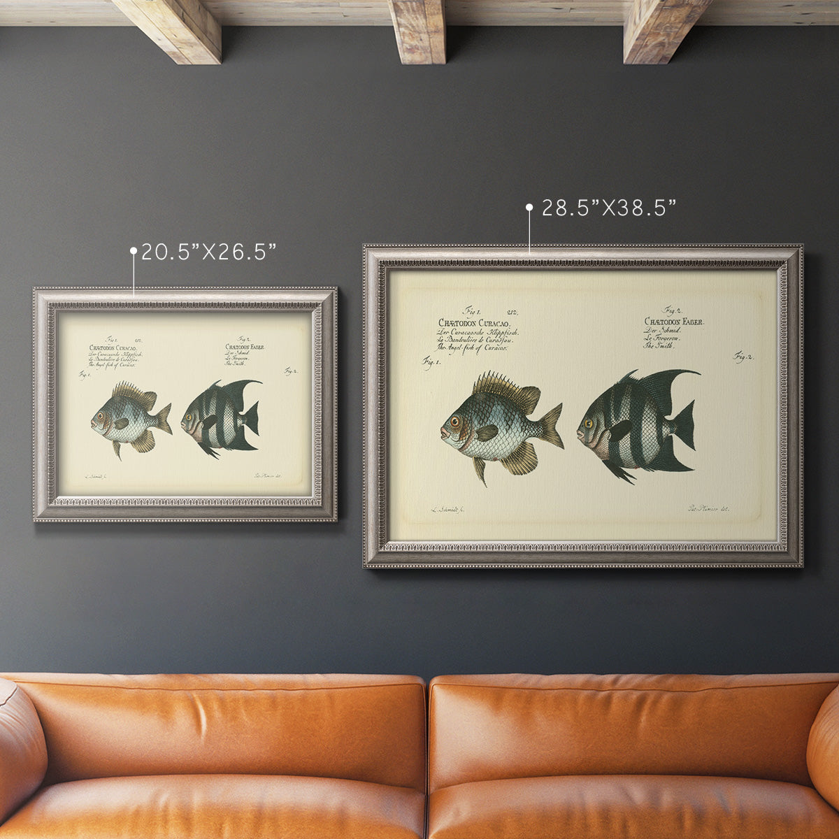 Antique fish chart illustration in an ornate vintage silver frame shown in multiple size options.