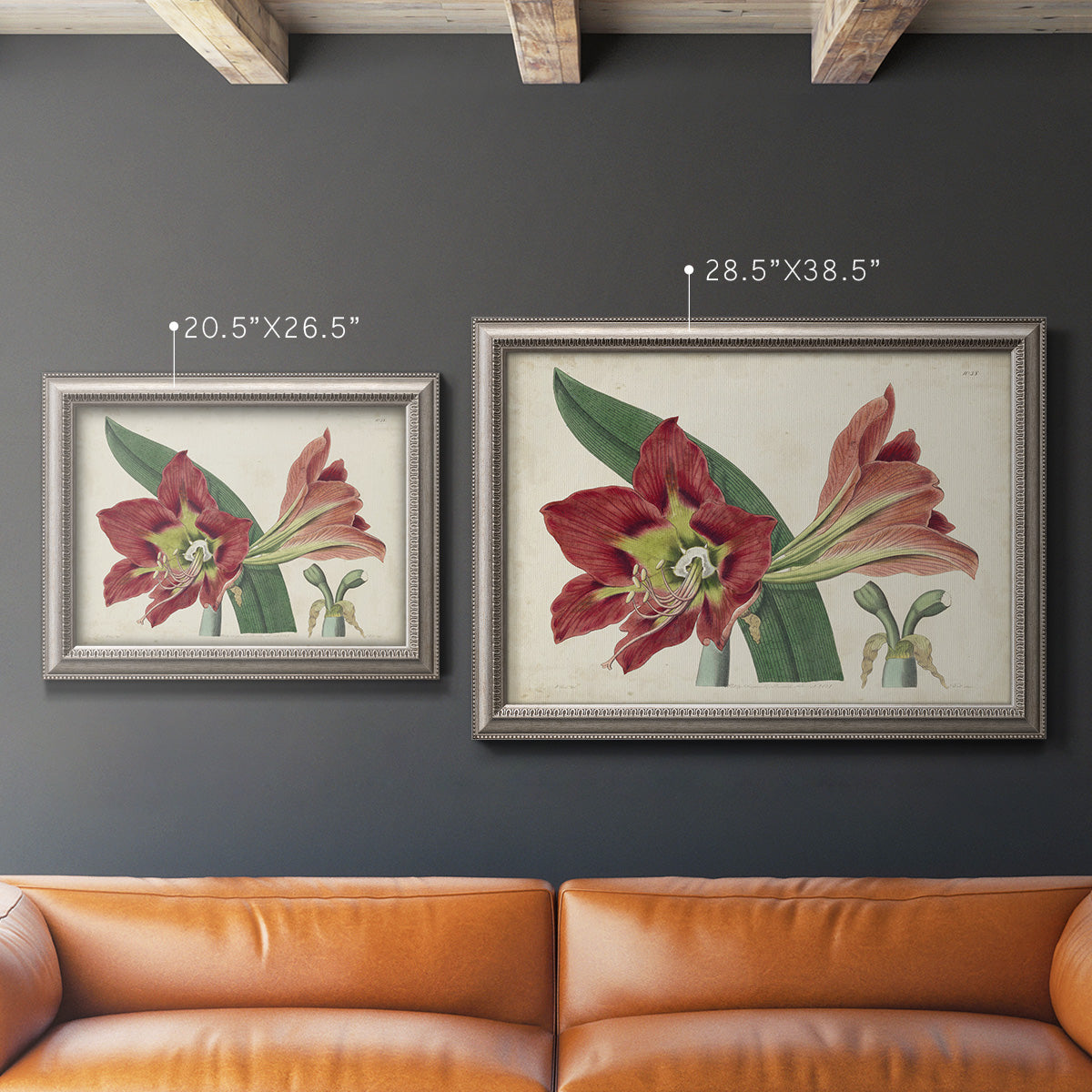 Antique amaryllis botanical flower illustration in an ornate vintage silver frame shown in multiple size options.