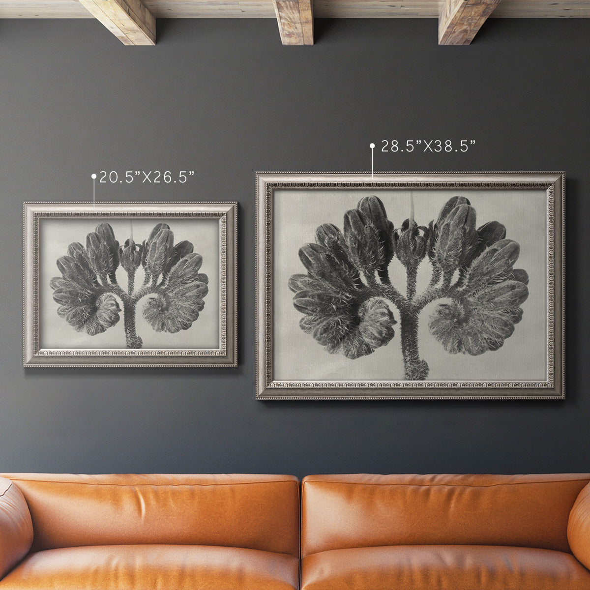 Monochrome botanical plant study photograph by Karl Blossfeldt in an ornate vintage silver frame shown in multiple size options.
