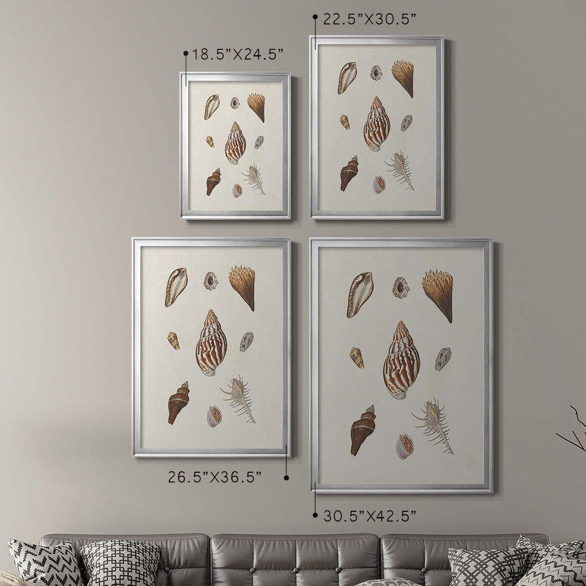 Knorr Shells & Coral IX - Modern Framed Canvas Print