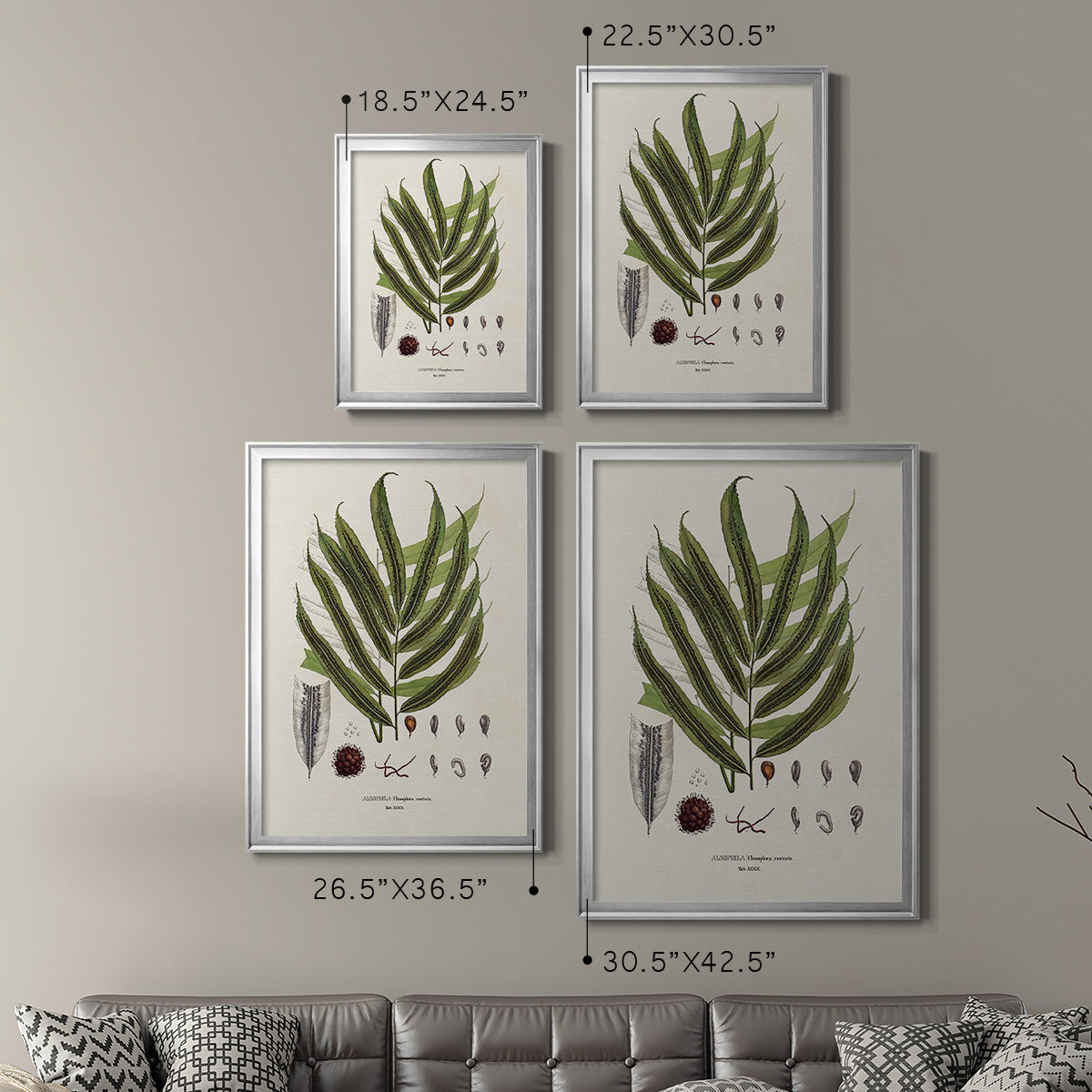 Botanical Society Ferns II - Modern Framed Canvas Print