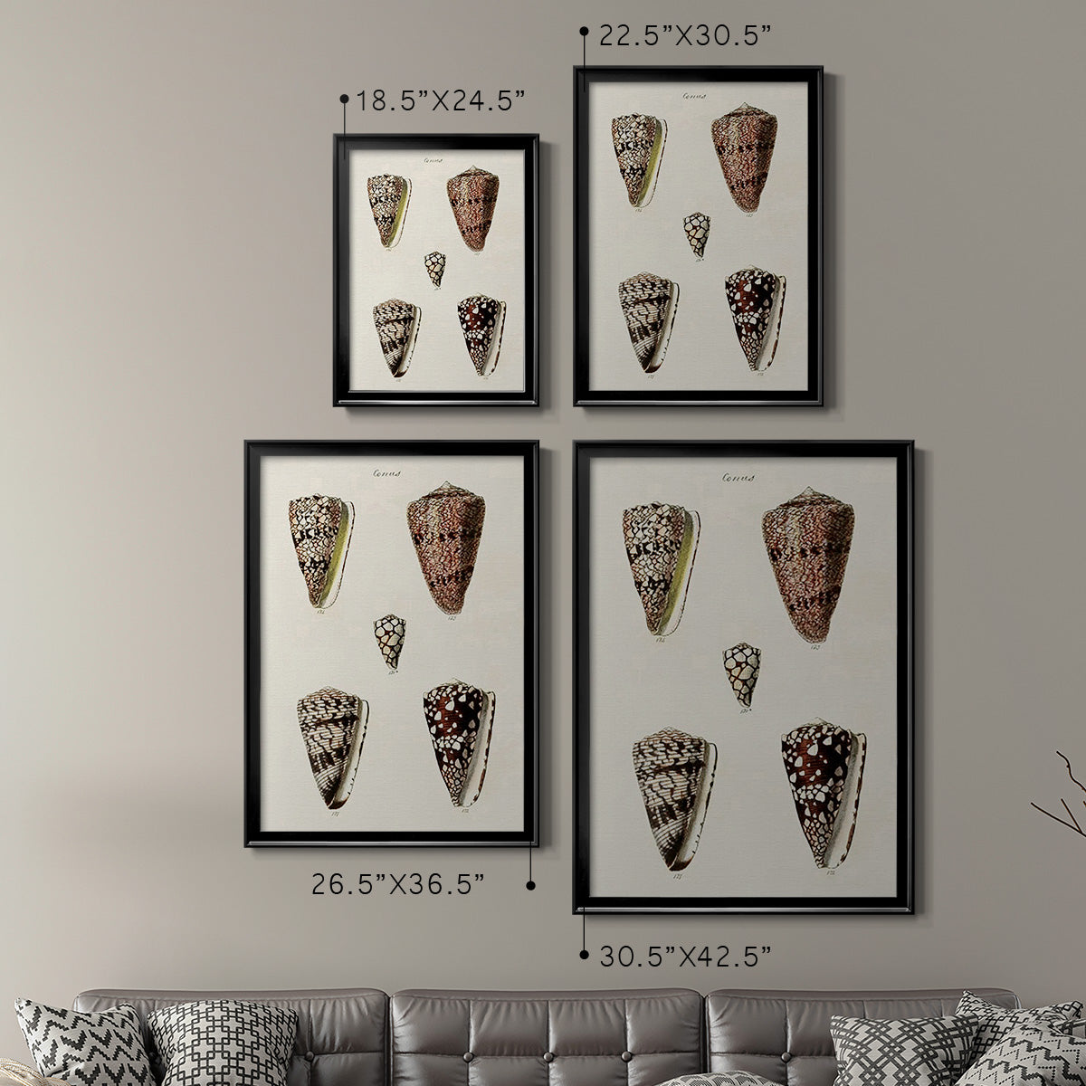 Cone Shell Collection III - Modern Framed Canvas Print