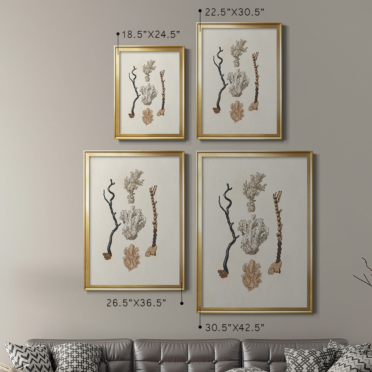 Knorr Shells & Coral V - Modern Framed Canvas Print