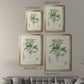 Antique Almond Botanical II - Modern Framed Canvas Print