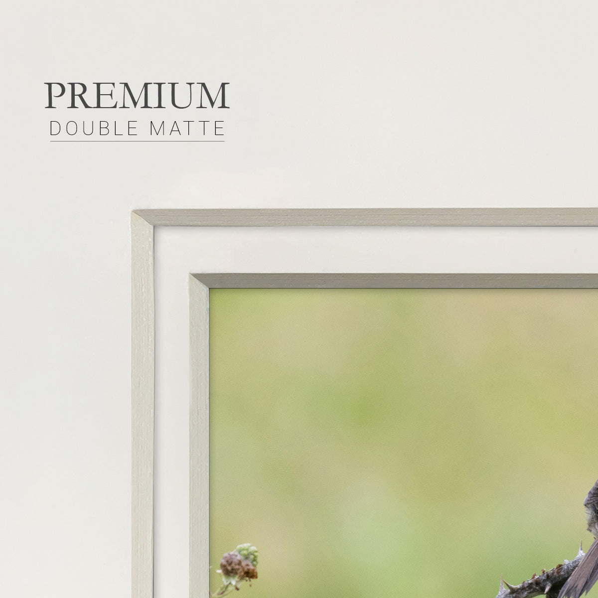 Resting Sparrow- Premium Framed Print Double Matboard