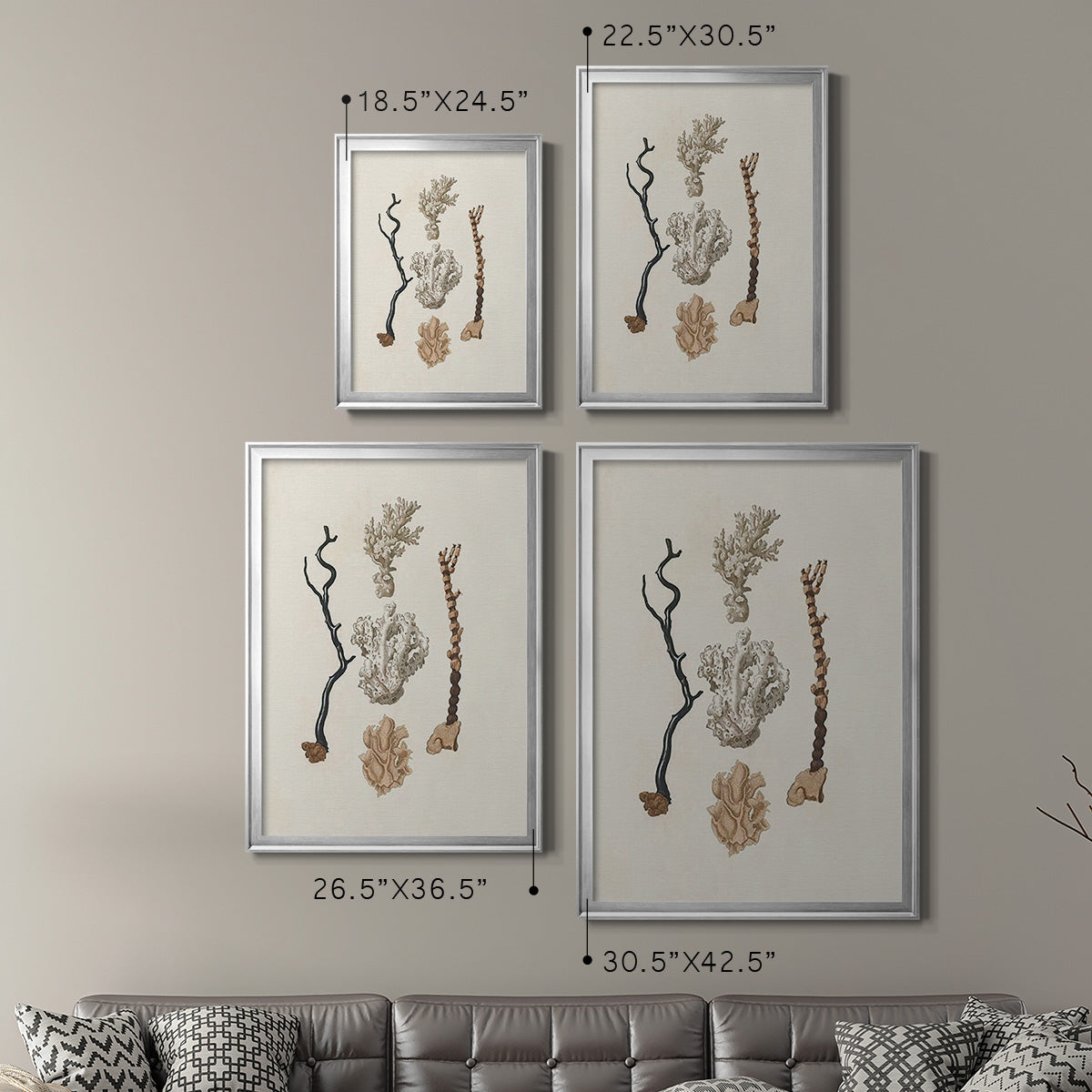 Knorr Shells & Coral V - Modern Framed Canvas Print