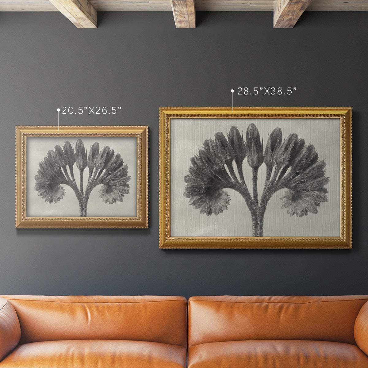 Vintage botanical plant study photograph by Karl Blossfeldt in an ornate antique gold frame shown in multiple size options.