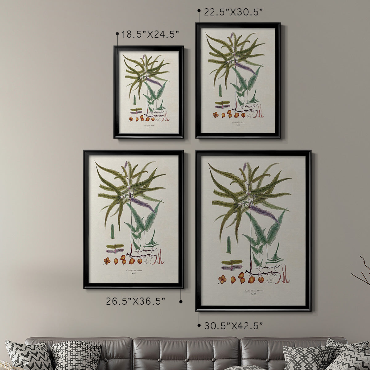 Botanical Society Ferns VIII - Modern Framed Canvas Print