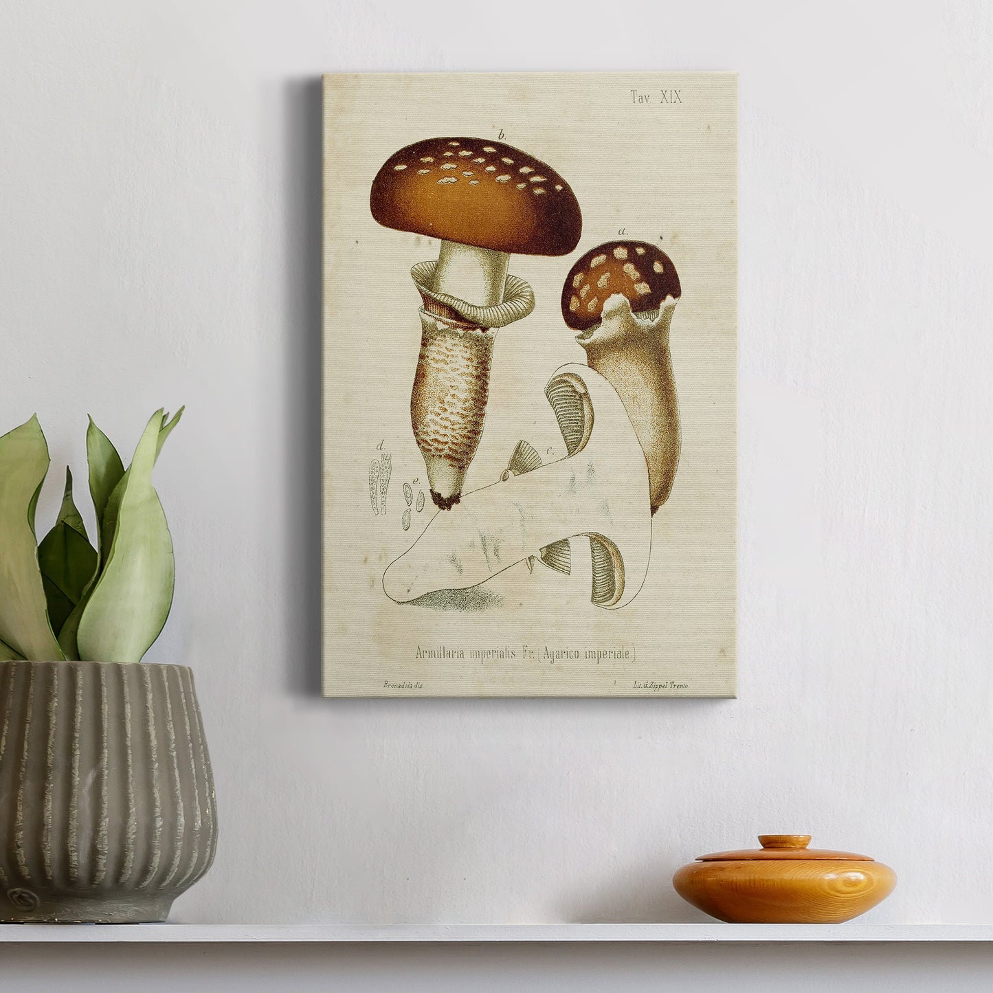 Mushroom Varieties III Premium Gallery Wrapped Canvas - Ready to Hang