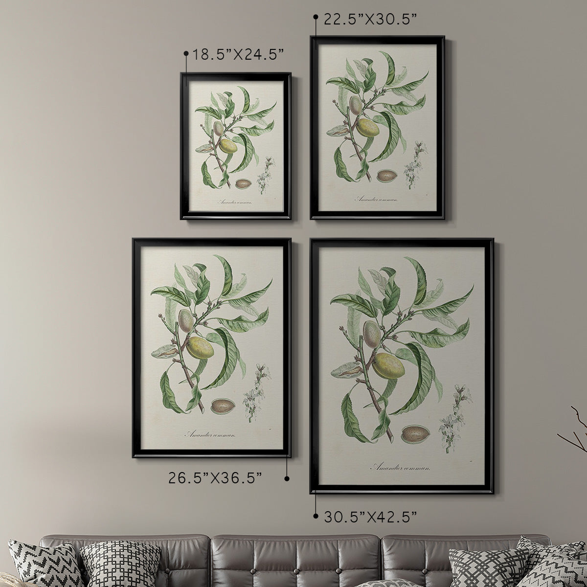 Antique Almond Botanical IV - Modern Framed Canvas Print