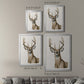 Handsome Whitetail I - Modern Framed Canvas Print