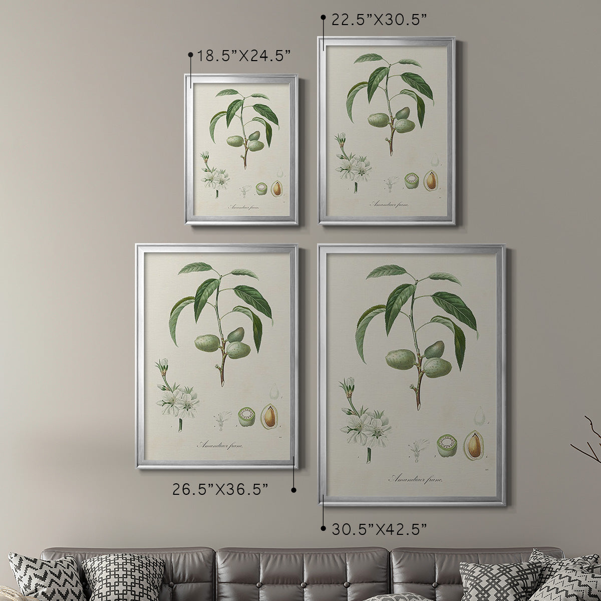 Antique Almond Botanical I - Modern Framed Canvas Print