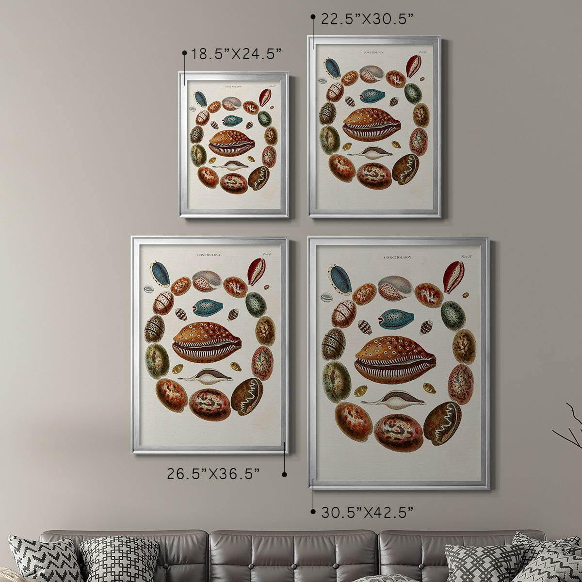 Spiral Shell Formation II - Modern Framed Canvas Print