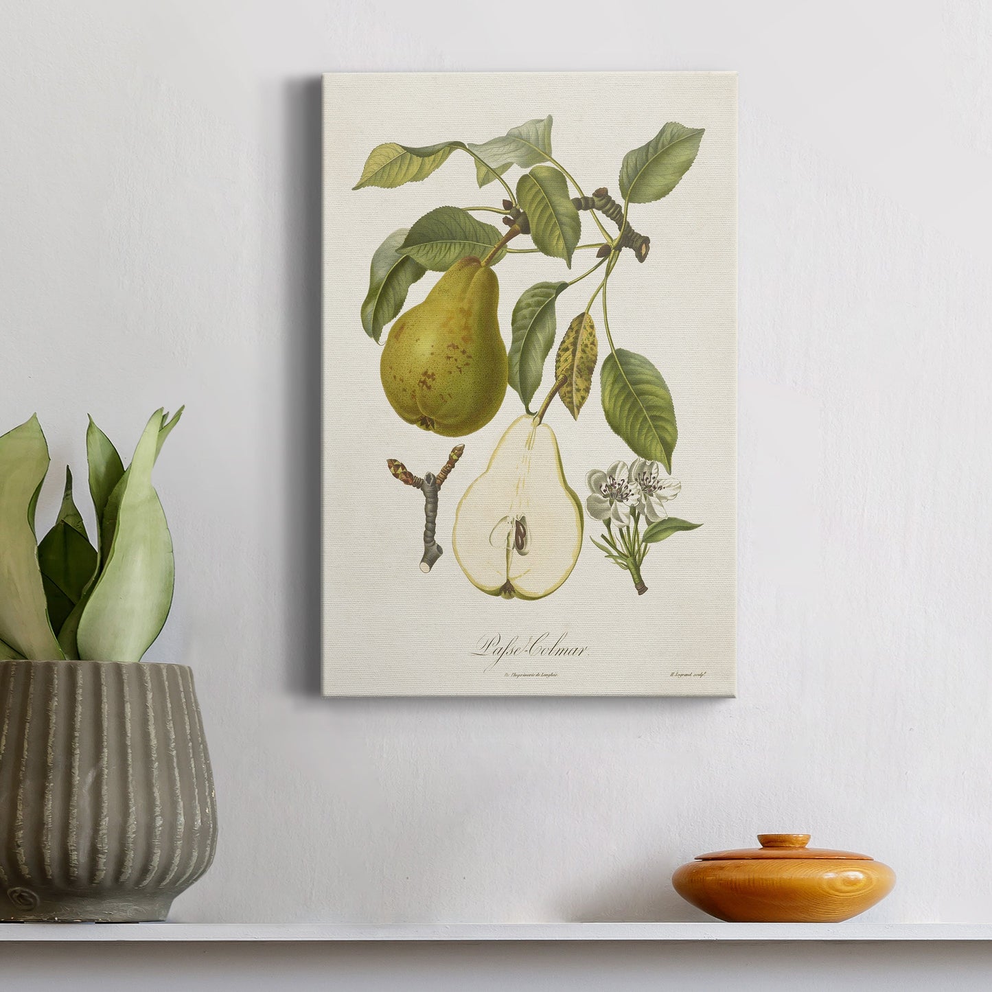 Vintage Pears II Premium Gallery Wrapped Canvas - Ready to Hang