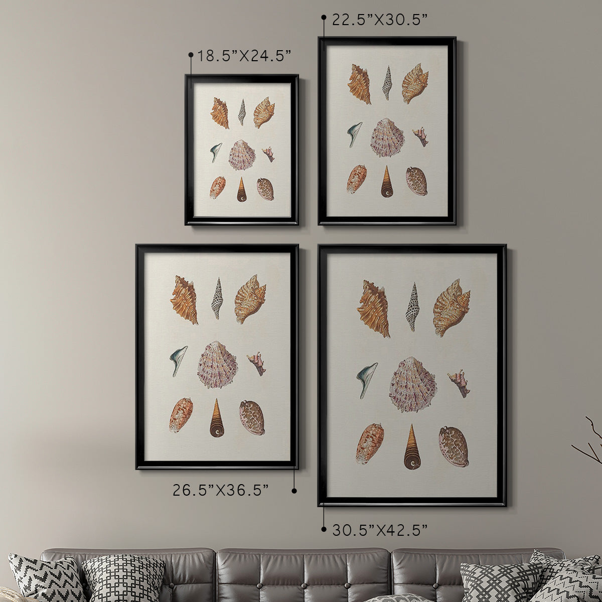 Knorr Shells & Coral VI - Modern Framed Canvas Print
