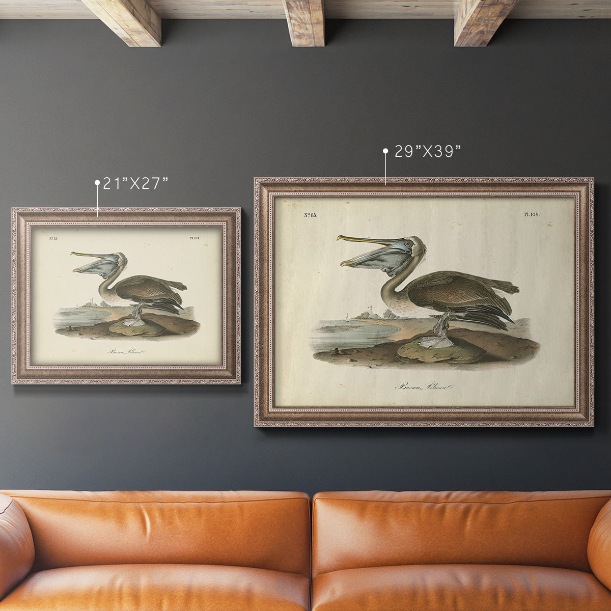 Audubons Brown Pelican - Ornate Framed Canvas Print