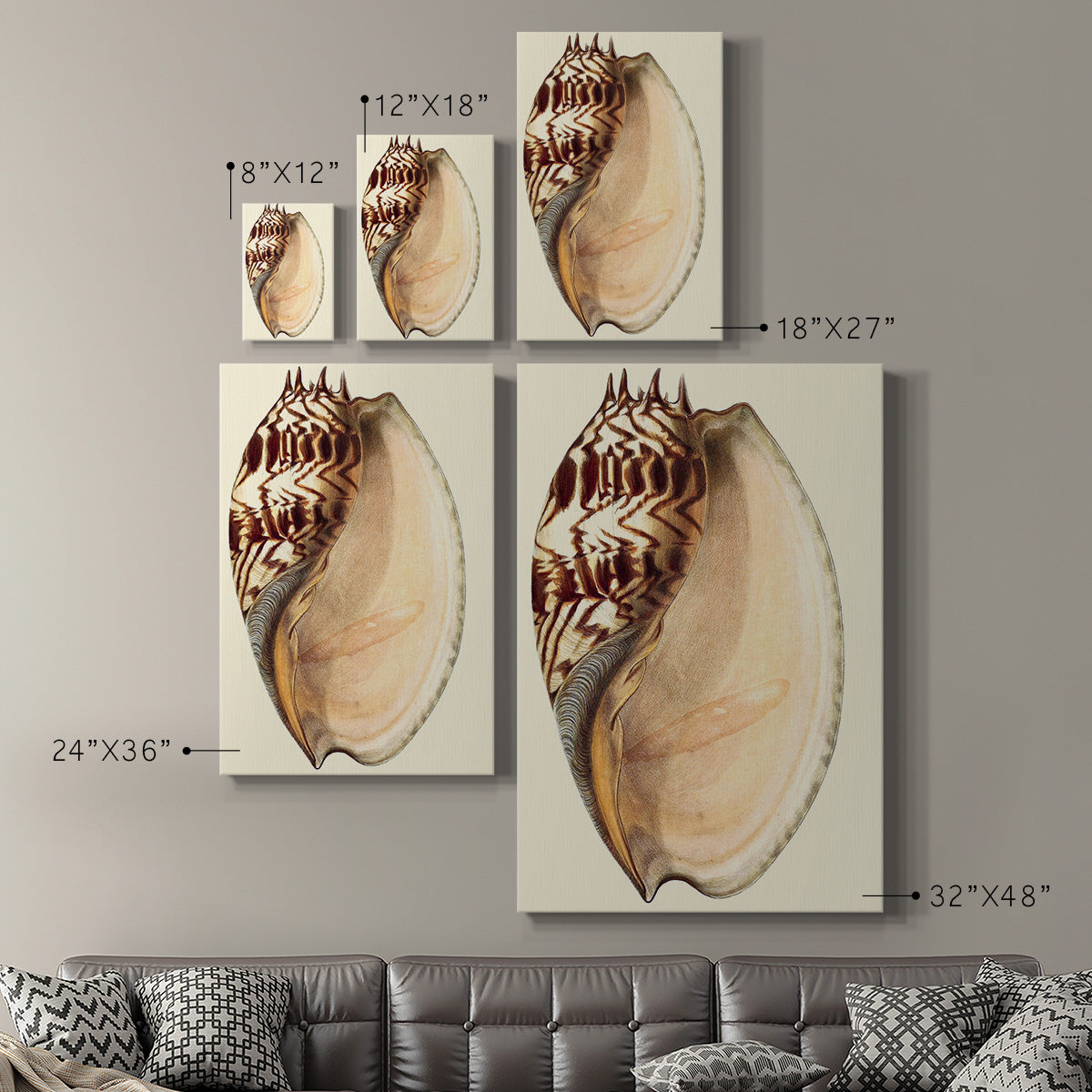 Splendid Shells II Premium Gallery Wrapped Canvas - Ready to Hang