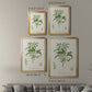 Antique Almond Botanical II - Modern Framed Canvas Print