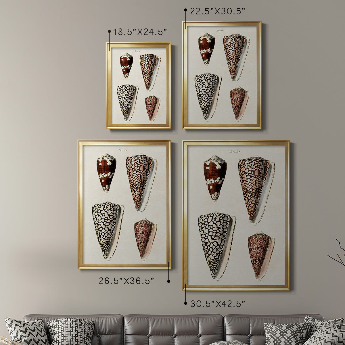 Cone Shell Collection I - Modern Framed Canvas Print