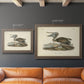 Audubons Brown Pelican - Ornate Framed Canvas Print